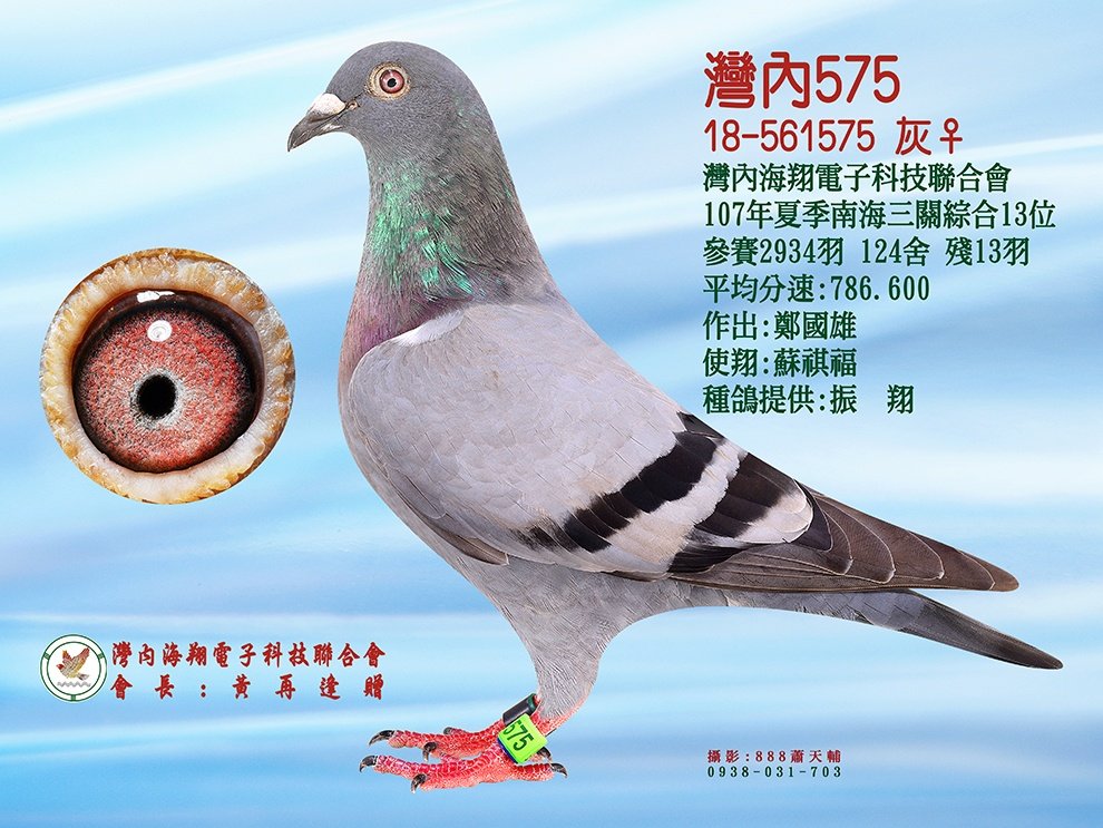 灣內575(三關綜合13位)